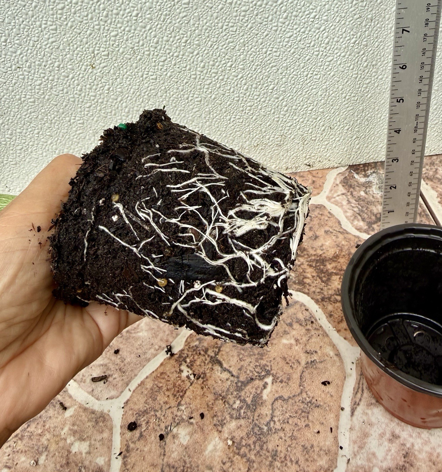 1- Dwarf Solo Hawaiian Papaya Fruit Tree 13-14″Tall Had Fully Roots With 4” Pot