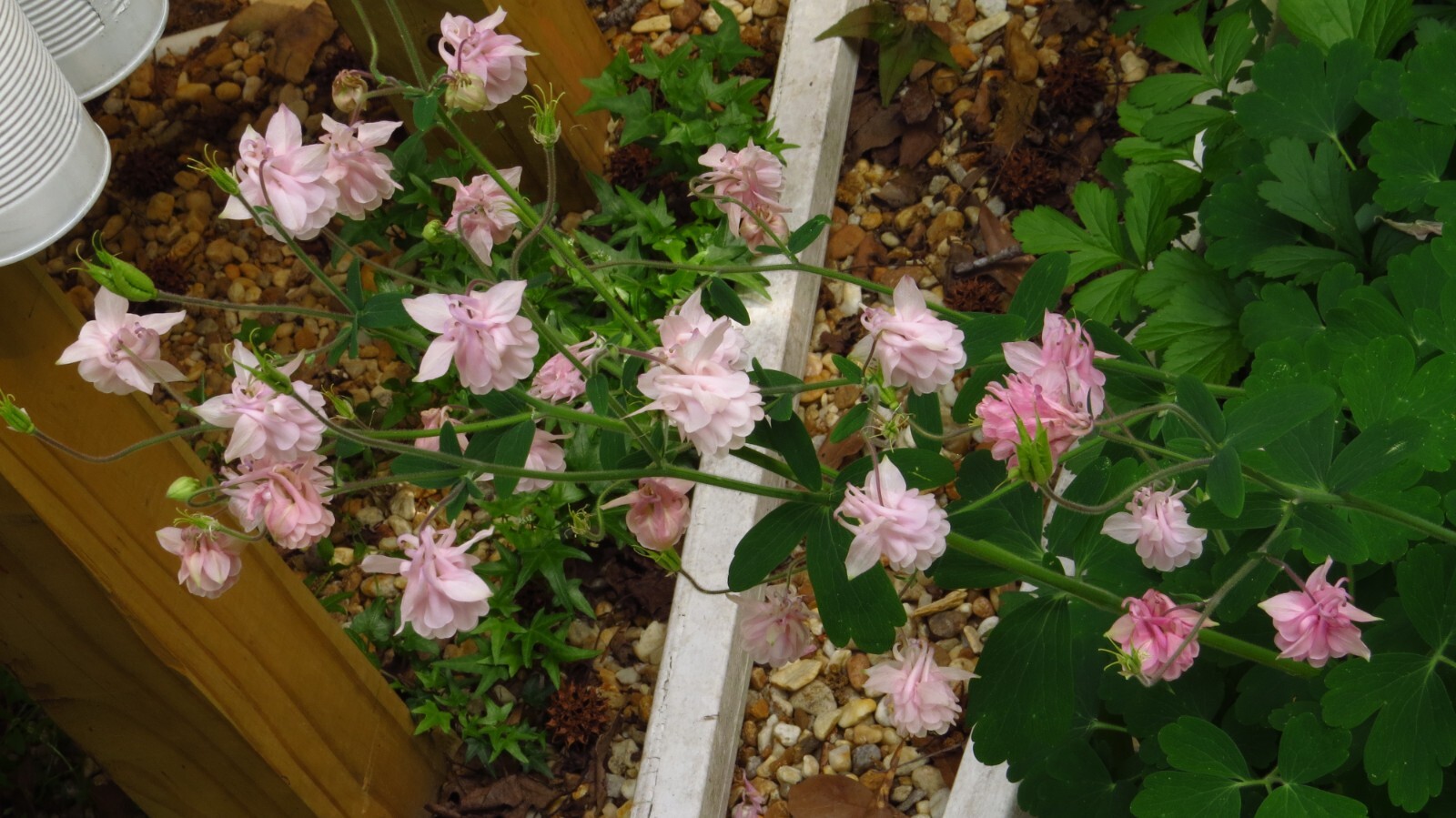 100+ Rare Light Pink Multi Layer Columbine Perennial Flower Seeds.