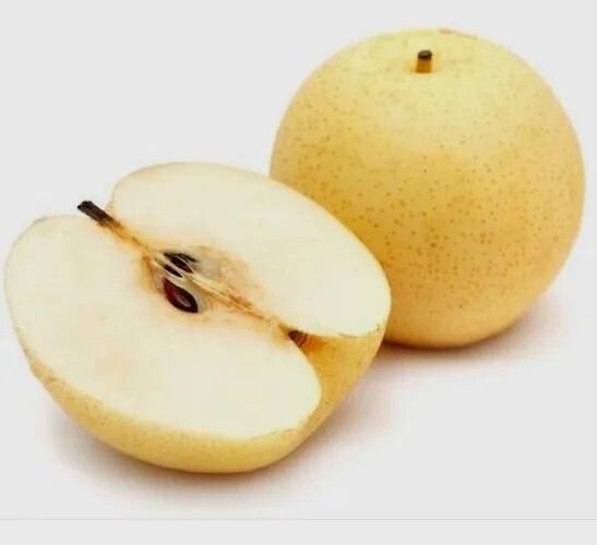 Asian Sand Pear Pyrus Pyrifolia 沙梨种子 – 10 Seeds – Edible Fruit Tree USA