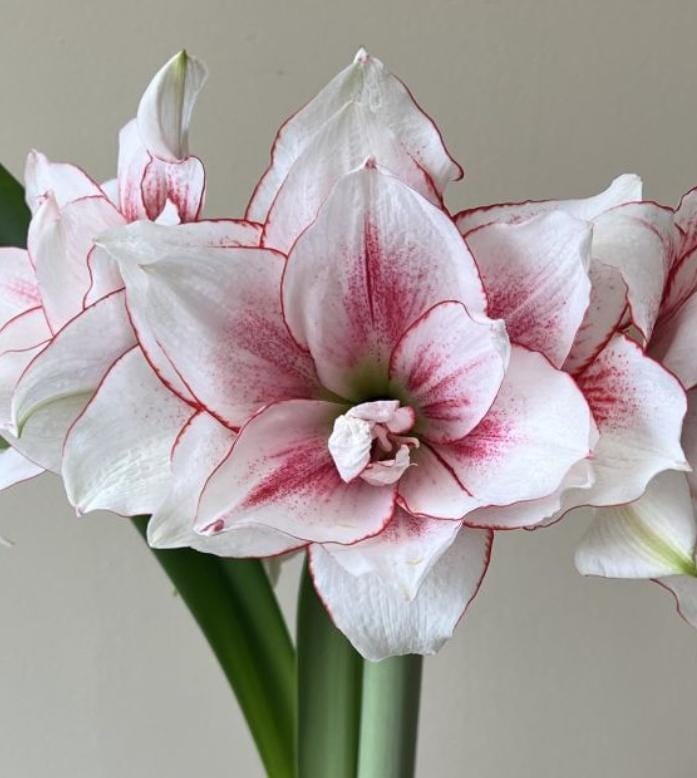 Extra Large Amaryllis ELVAS 30/32 cm large – US Seller