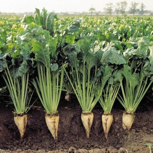  100 Heirloom SUGAR BEET SEEDS Make Sweet SUGAR | DEER MAGNET