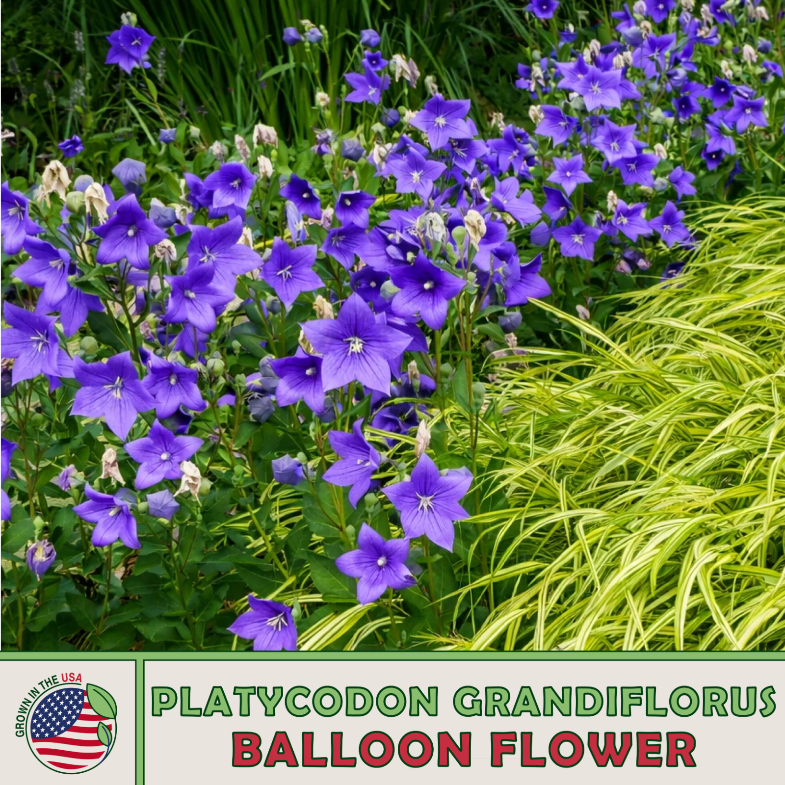100 Balloon Flower Seeds, Platycodon grandiflorus, Chinese bellflower