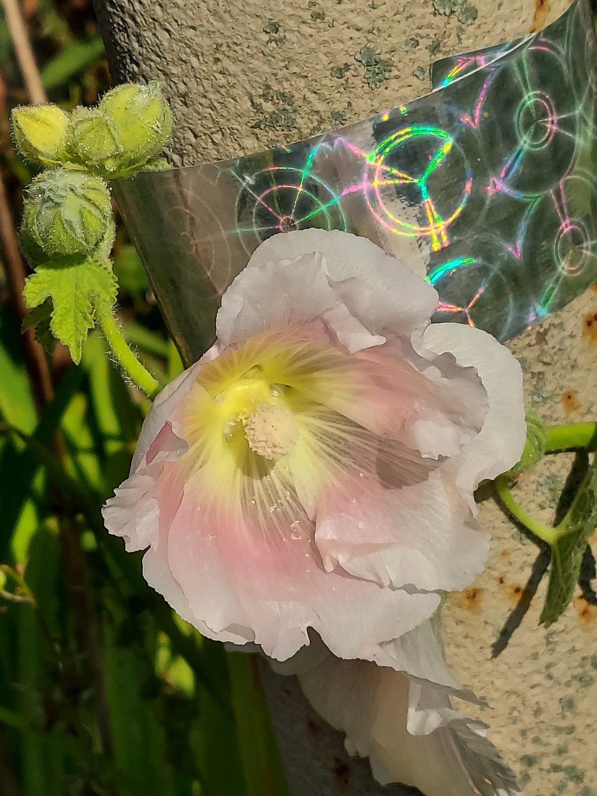 Pink and White Hollyhock Biennial Old Fashioned Flower 25 Seeds USA Seller