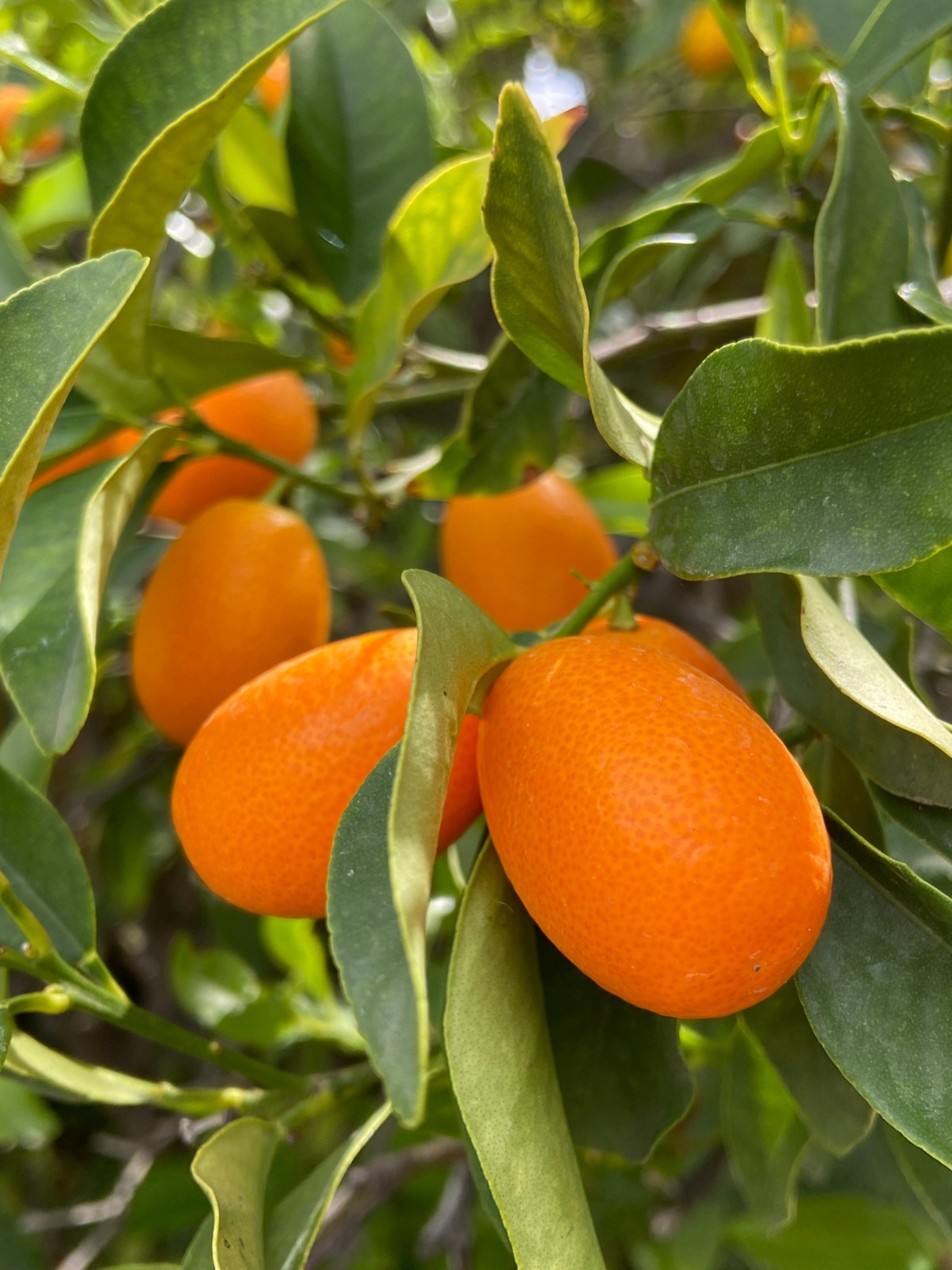 Kumquat Nagami Fruit Tree, 15 Seeds