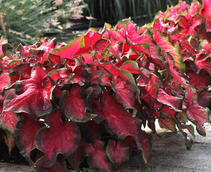(5) “Red Flash Caladiums” Large Bulbs for Spectacular Blooms