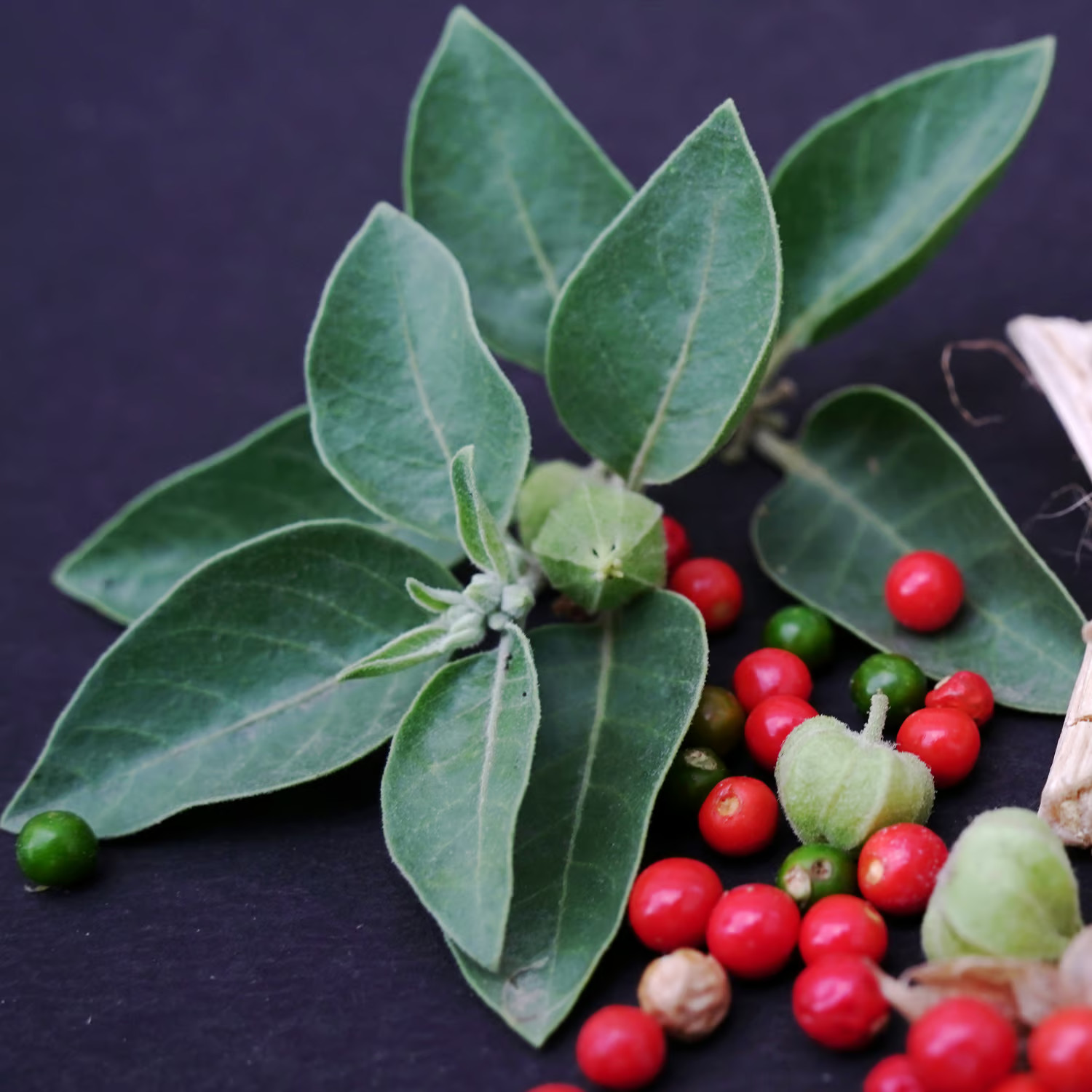 Ashwagandha, Organic Withania somnifera medicinal plant 100 SEEDS