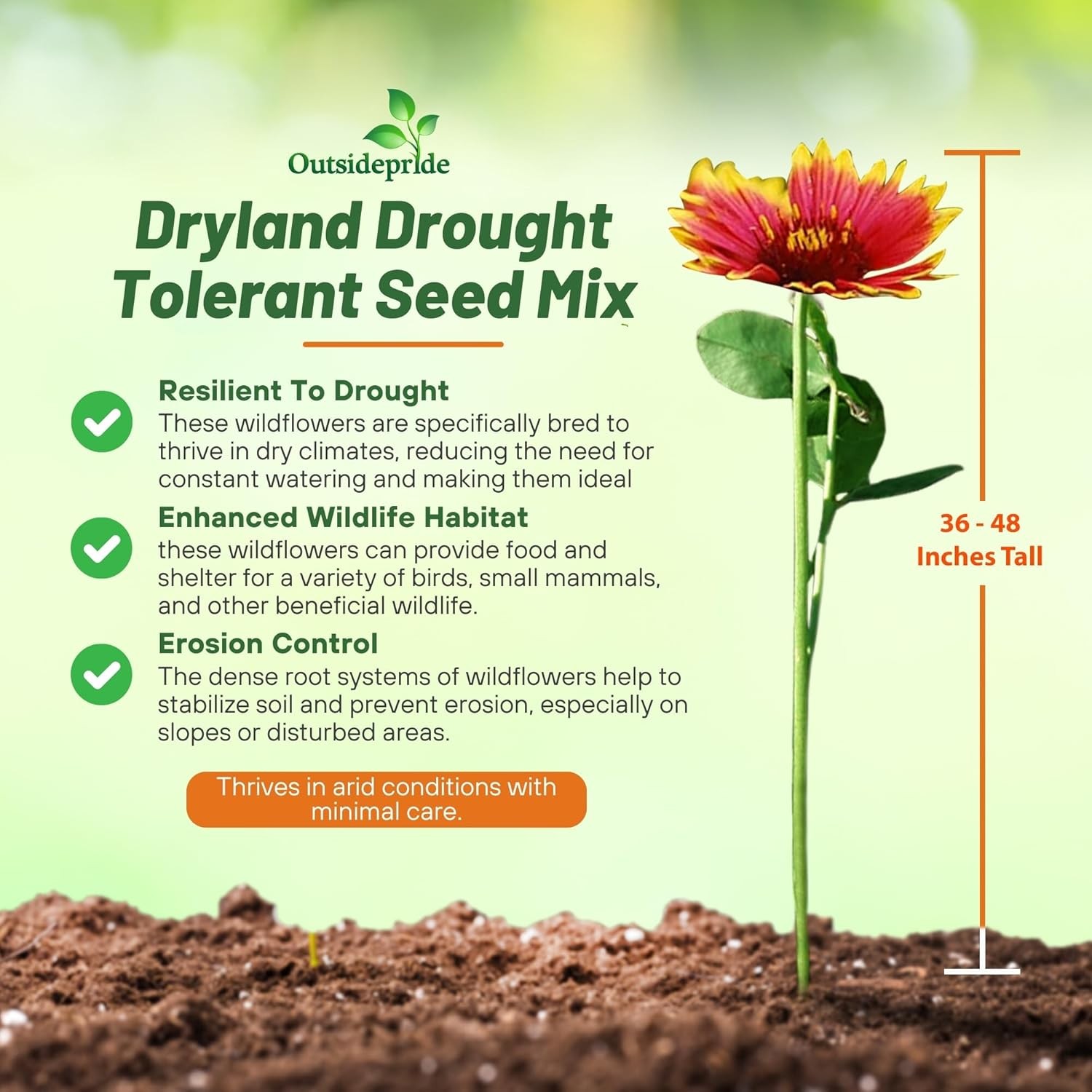 Outsidepride Dryland Wildflower Seed Mix – 1/4 lb. Colorful Blend of Drought Tol