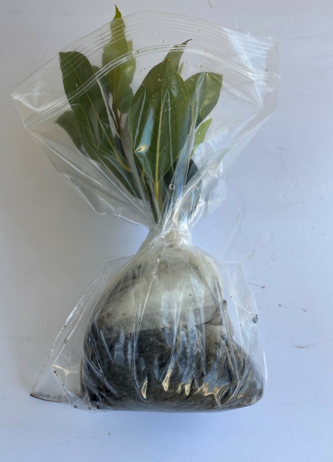 Bay Leaf Plant, Sweet Bay or Laurel
