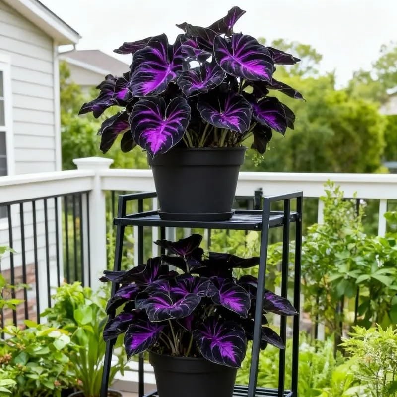 Hosta Seeds 308 Rare Perennial Shade Plants with Heart-Shaped Foliage for Garden