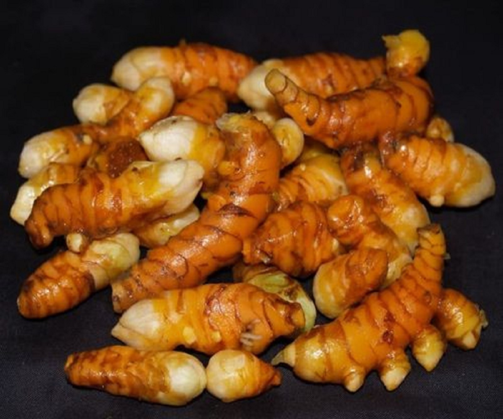 ~TURMERIC~ Curcuma Longa~ 8 FRESHLY DUG roots to plant or eat USA seller