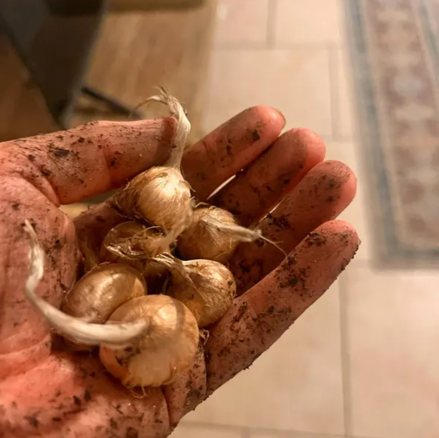 Saffron Crocus 10 Bulbs – Crocus Sativus – Easy Grow Flower Bulbs Kit