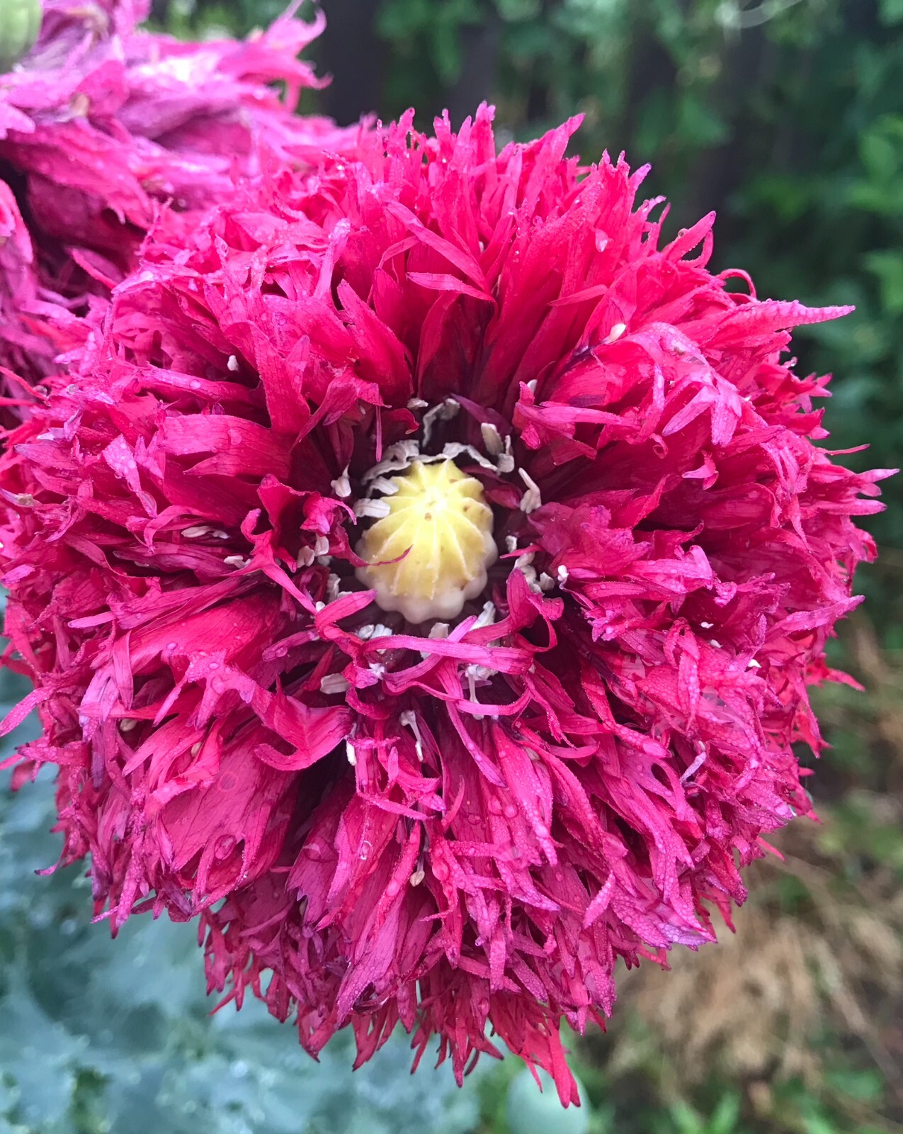 Poppy PERKY PEONY Mixed Colors Breadseed Double Blooms USA Organic 500 Seeds