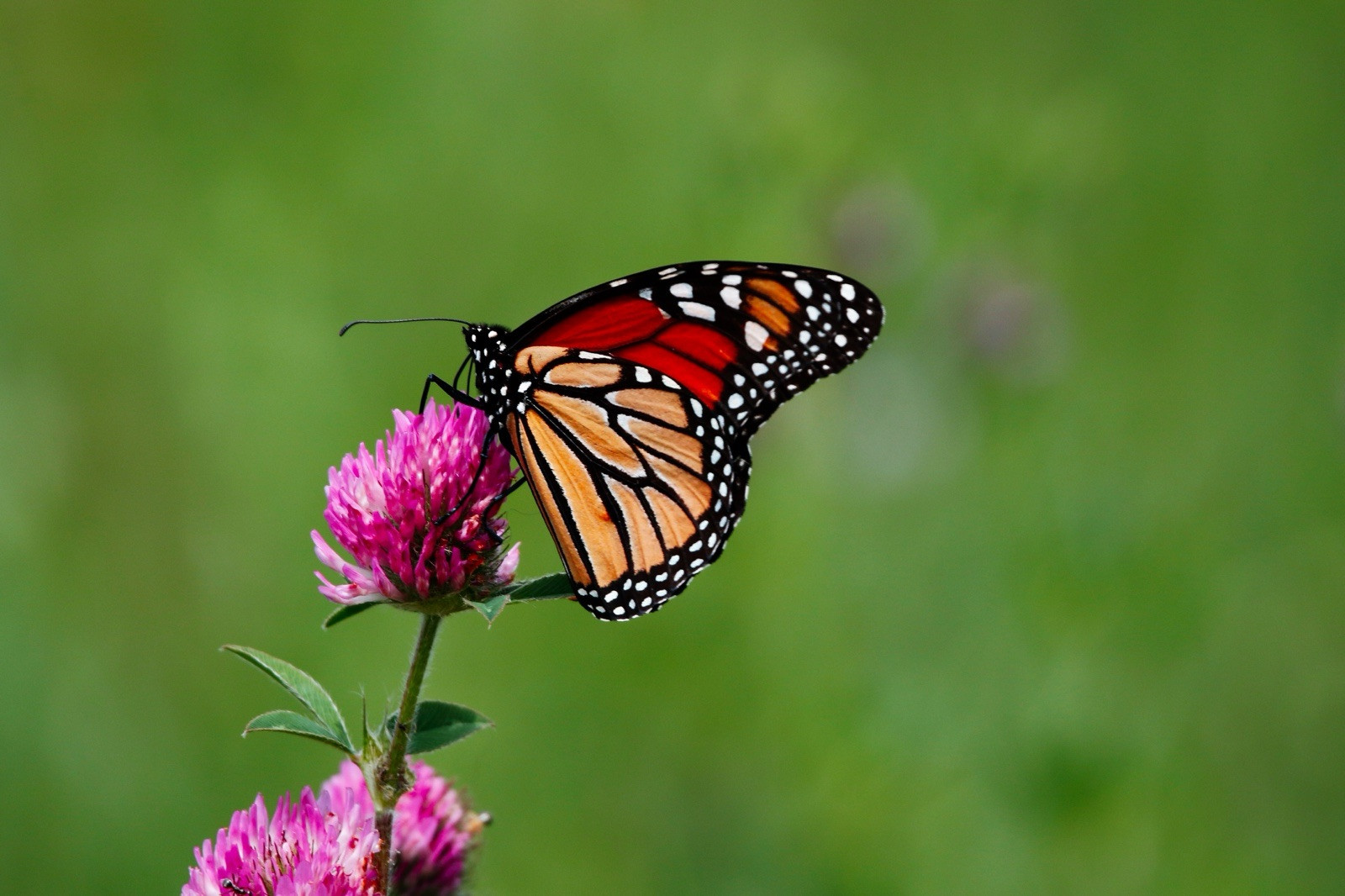 10 seeds) Monarch Butterfly Rescue Mix – Pouch – 10 Flower Seeds for Pl