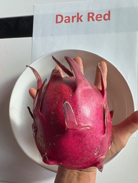DRAGON FRUIT (Dark Red Flesh) 7 – 10 INCHS CUTTING (2) PIECES