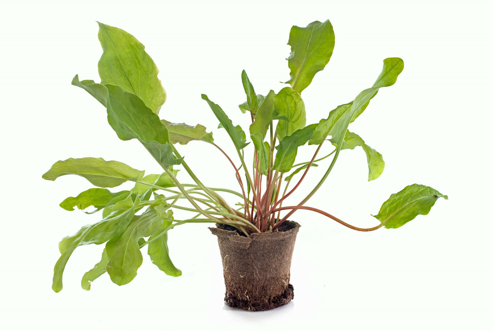 BROAD LEAF SORREL 500+Seeds | Non-GMO Heirloom Herb (Sprouting or Garden) Larg
