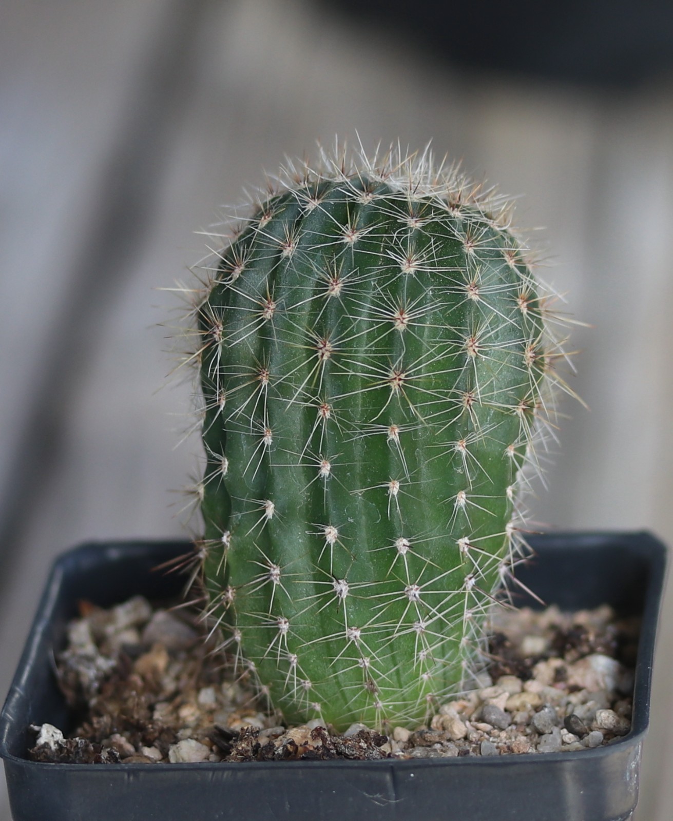 Echinopsis hybrid ‘Sunny Daze’
