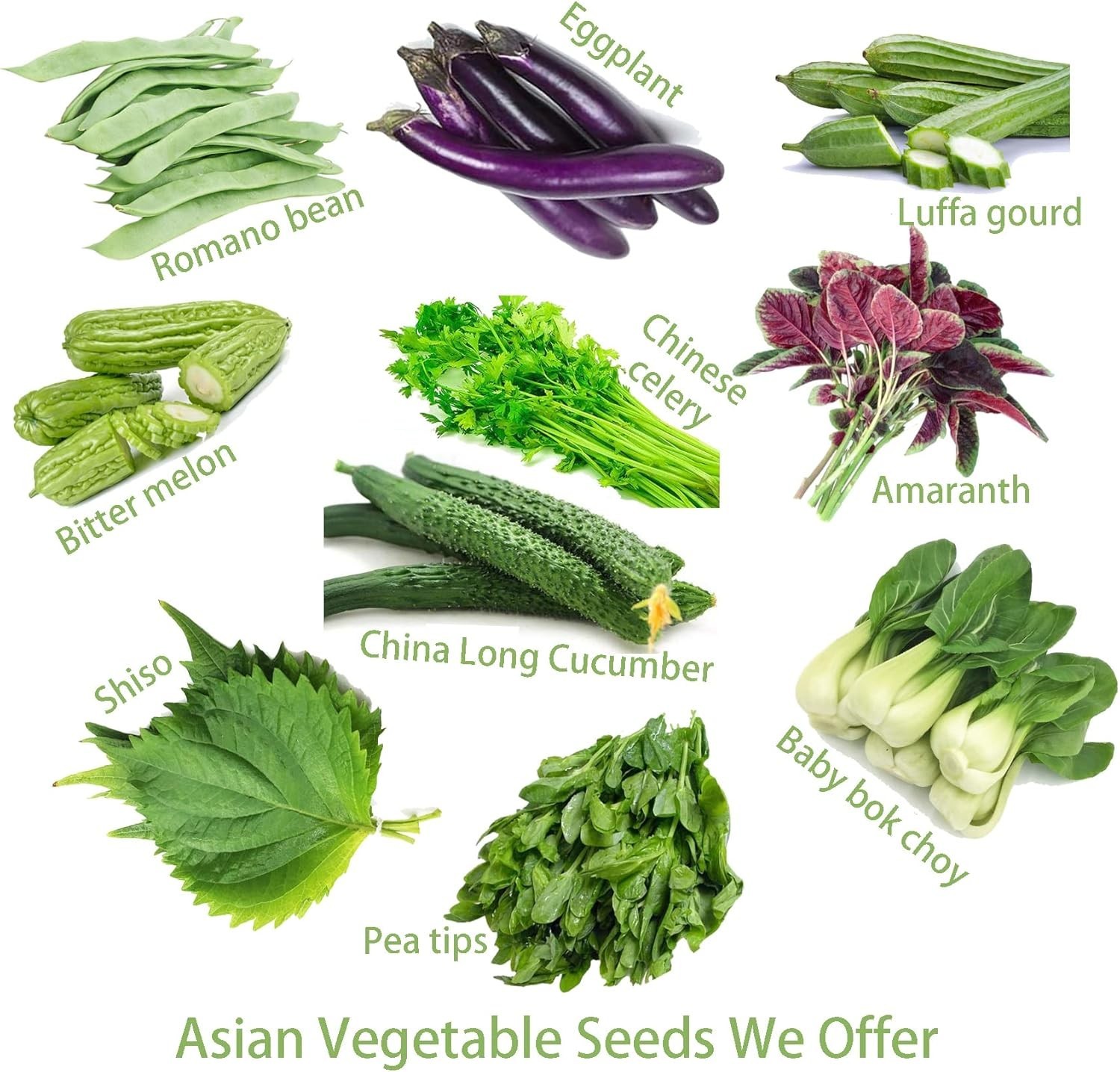 Bitter Melon Seeds – 10 Count, Deer Resistant for Summer Harvesting