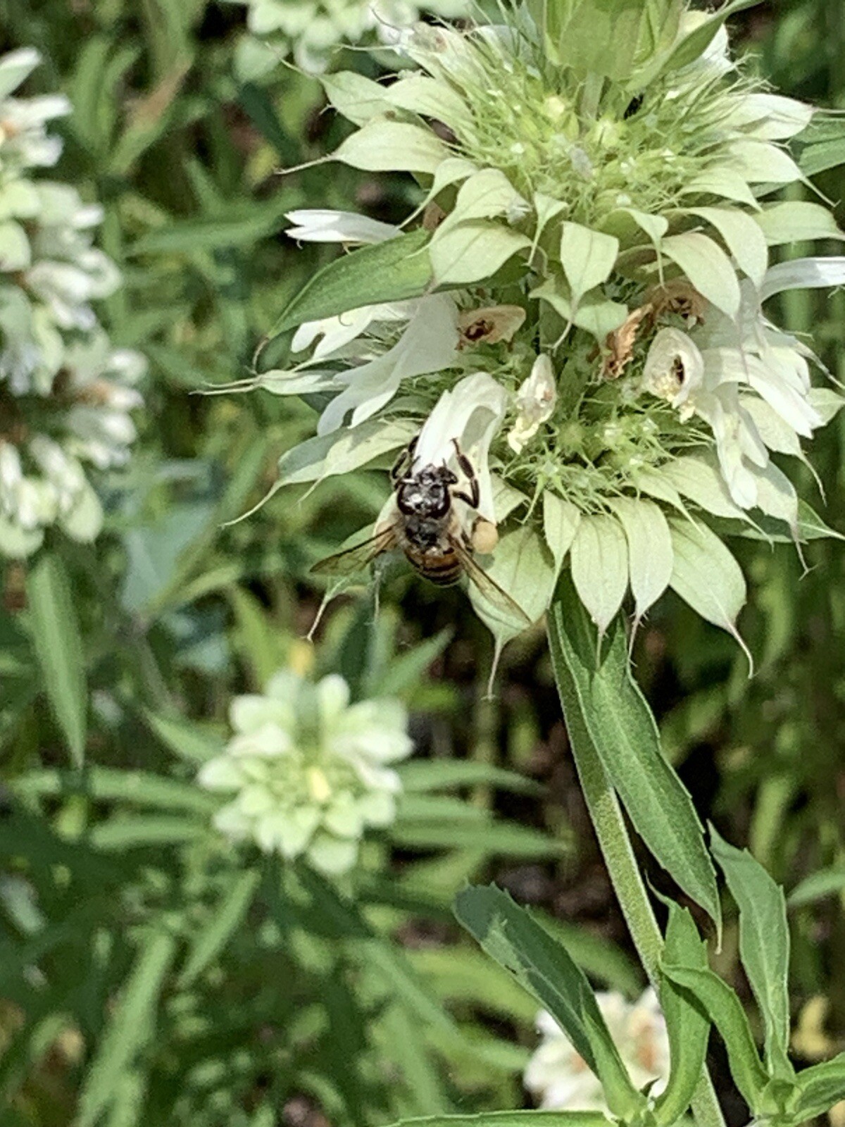 Lemon Beebalm Seeds. 100 plus seeds. Lemon Mint/Horsemint