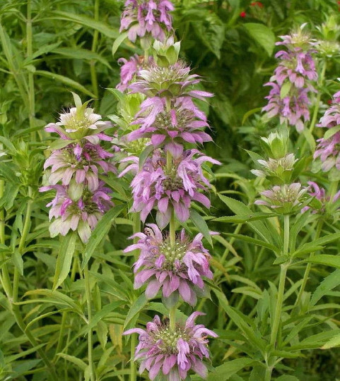 250 Lemon Mint Seeds Culinary Garden Herb Monarda citriodora