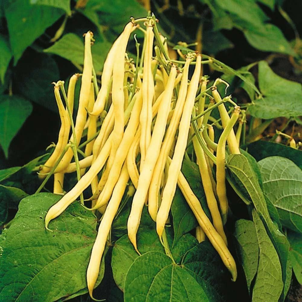 Golden Yellow Wax Bean Seeds | USA Vegetable String Green Butter Pod Seed 2024