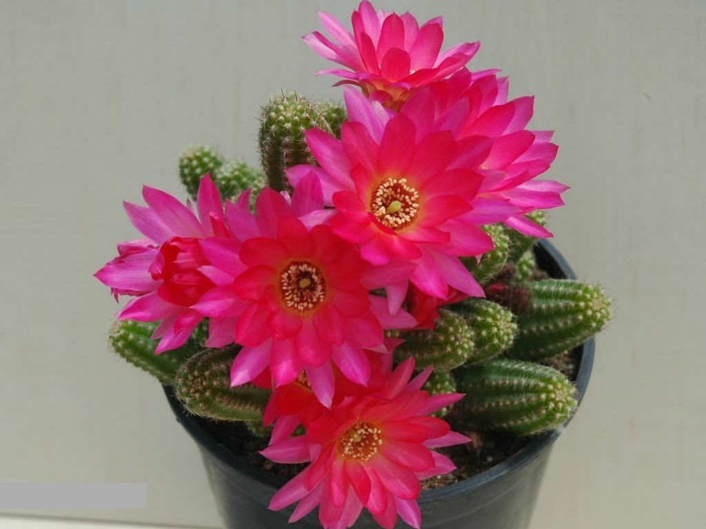 Chamaelobivia (Peanut Cactus) “Violet” Cactus Seeds (100 Seeds)