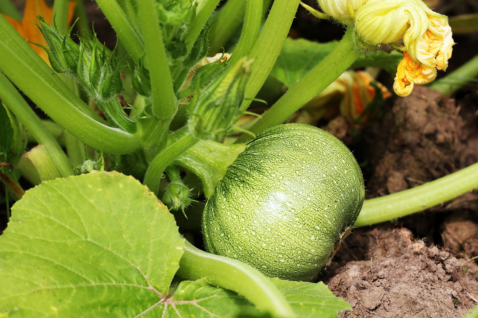 Round Zucchini Seeds for Planting – Heirloom, Non-GMO, USA Grown Seeds in Pre…