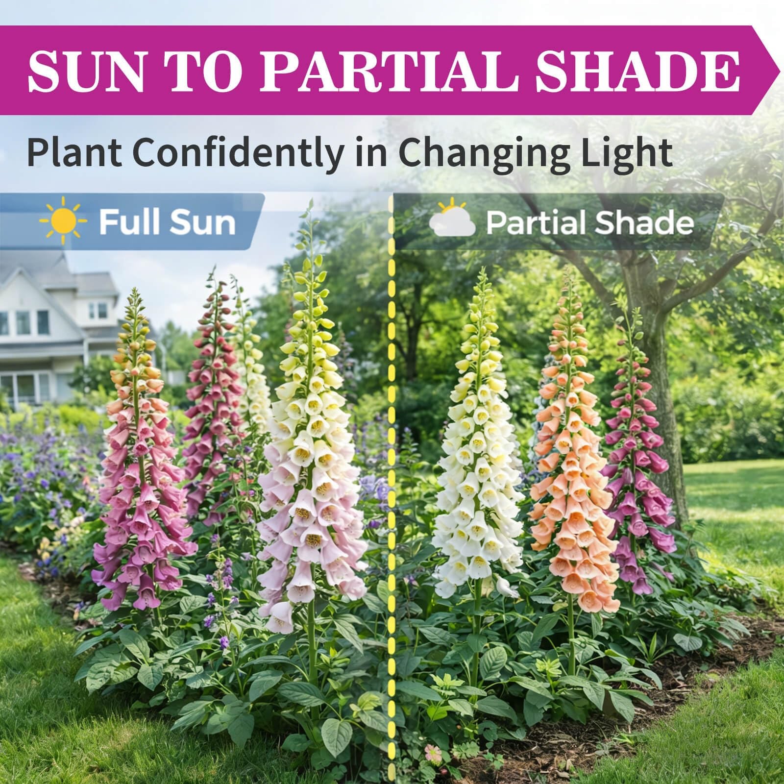 350,000+ Common Foxglove Seeds for Planting Digitalis Purpurea Seeds, Tall O…