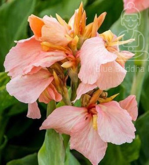 Blue Buddha Farm: Salmon Beauty Canna Lily Bulb | Blue Buddha Farm