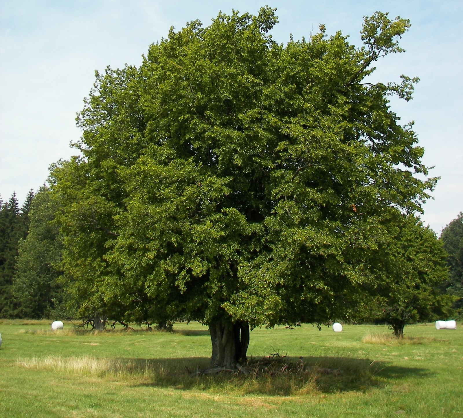 1 European Hornbeam Tree 12-24″ Carpinus betulus Bare Root