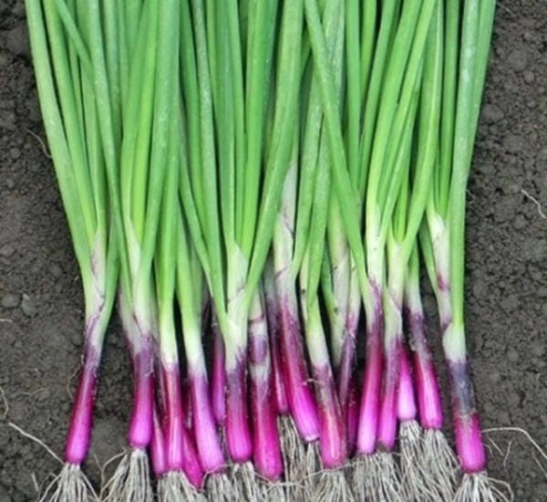 Apache Bunching Onion Seeds Heirloom Red Scallion Vegetable Garden USA