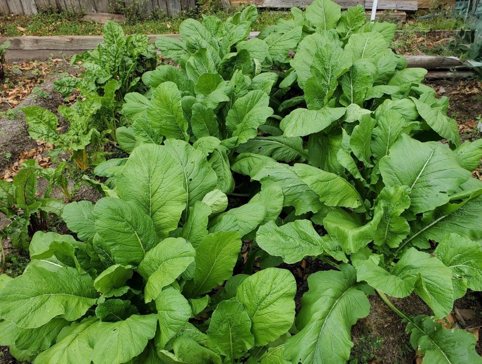 Organic Seven Top Turnip Greens Seeds, Non-GMO Heirloom. Fresh for 2026 🇺🇸