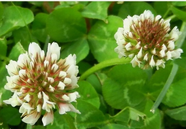 20 +clover, WHITE DUTCH, PERENNIAL flower, seeds! USA seller