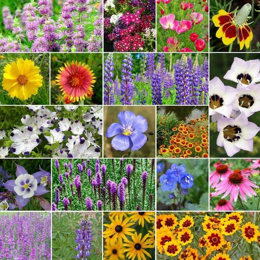 Wildflower Mix NORTH AMERICAN NATIVE 19 Heirloom Flowers USA Non-GMO 500+ Seeds