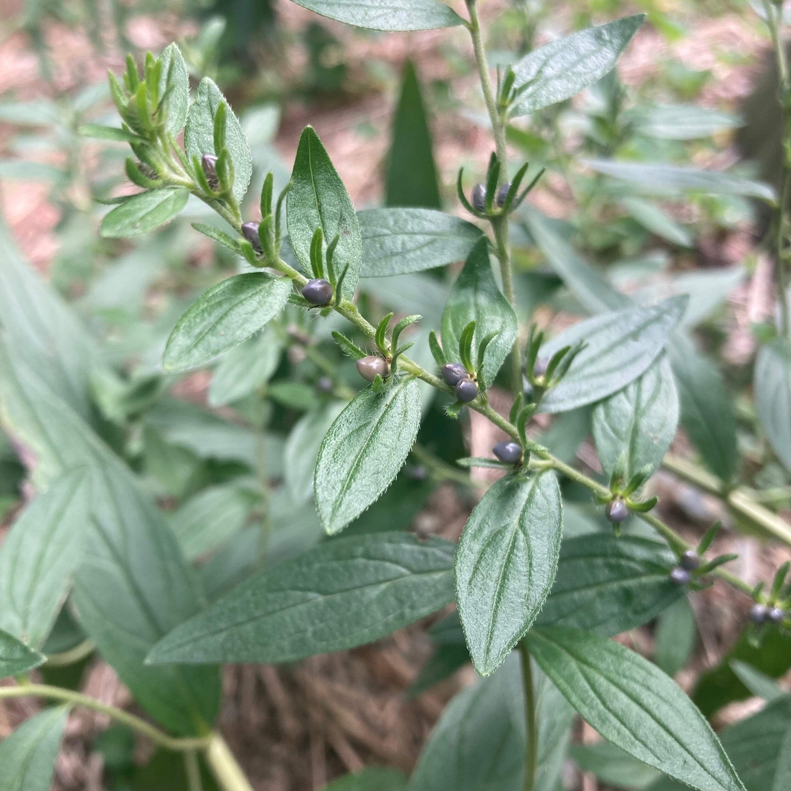Redroot Gromwell Seeds, Zi Cao (Lithospermum erythrorhizon) ~Traditional Herb