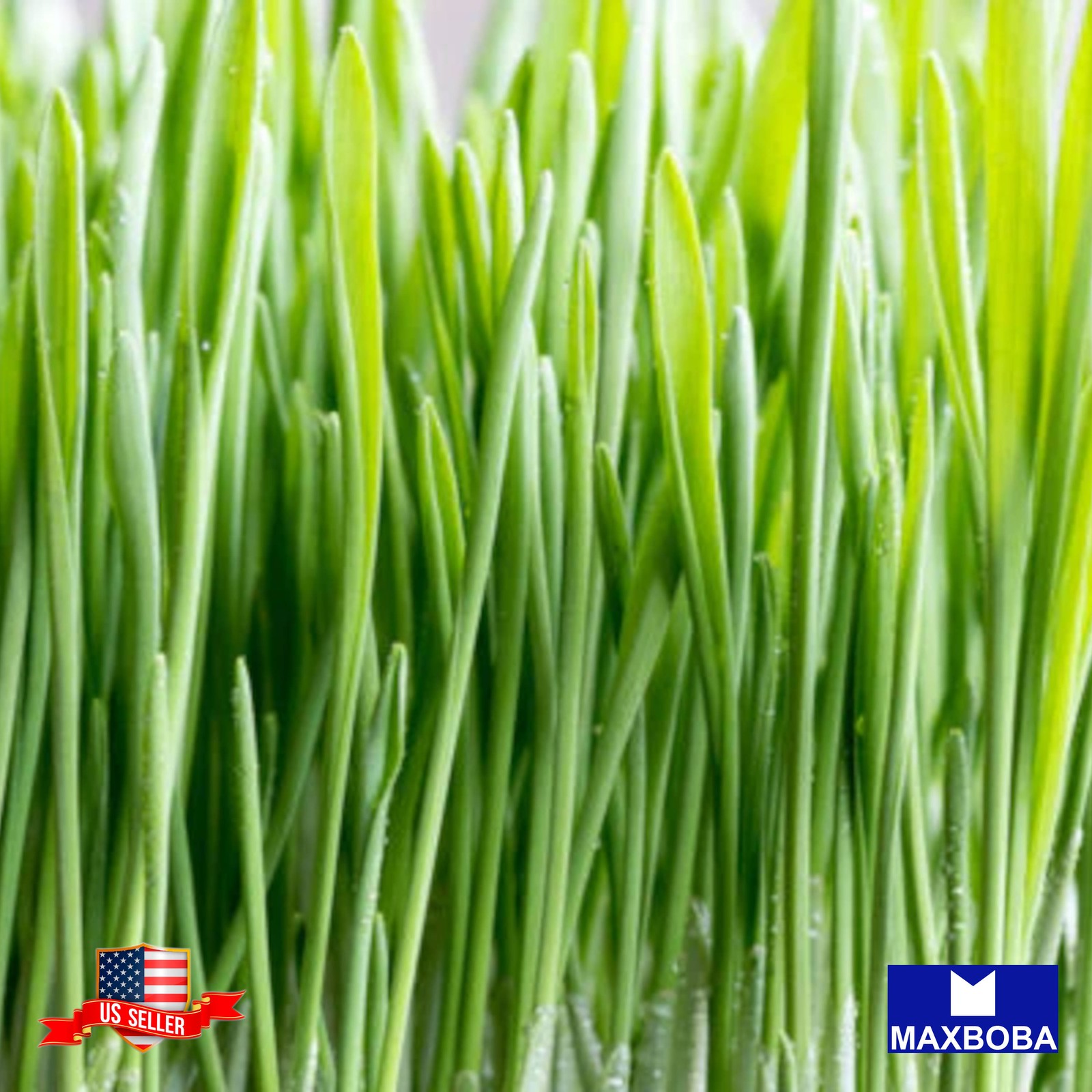 600 Barley Whole (Organic) Grass Seeds Non-GMO BOGO 50% OFF