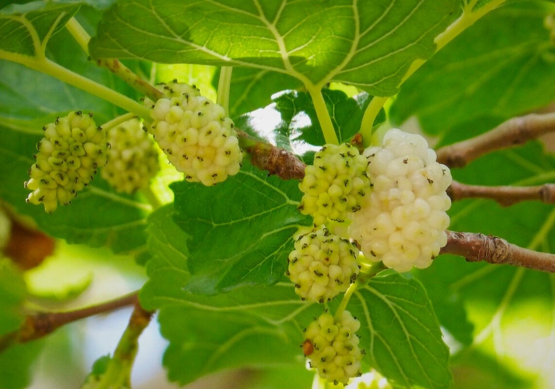 60+Organic Home Grown White Mulberry Tree Seeds Orchard Fruit Plant Harvest 2025