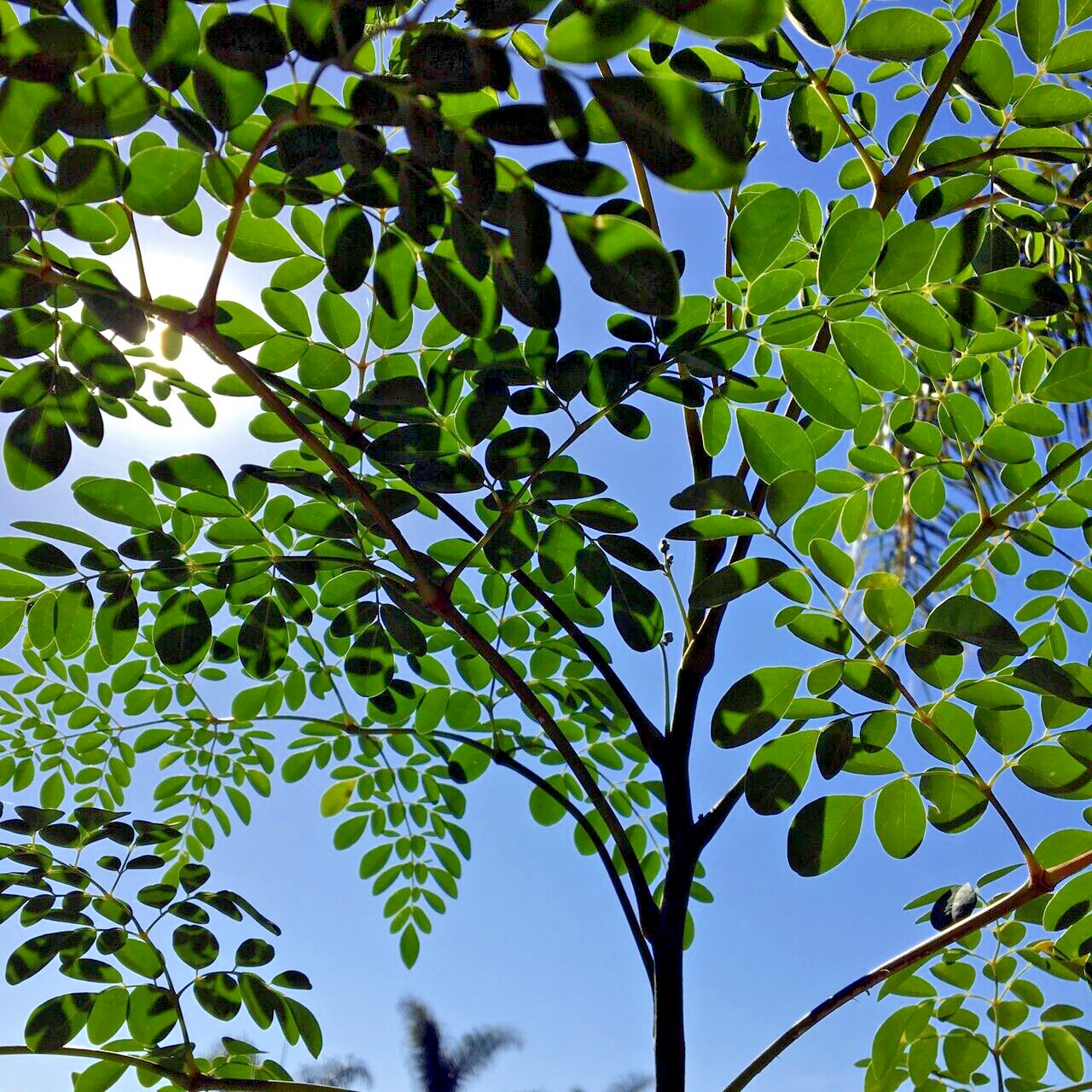 20 FRESH Moringa Oleifera Tree Seeds for Planting Organic NON-GMO Fast Growing