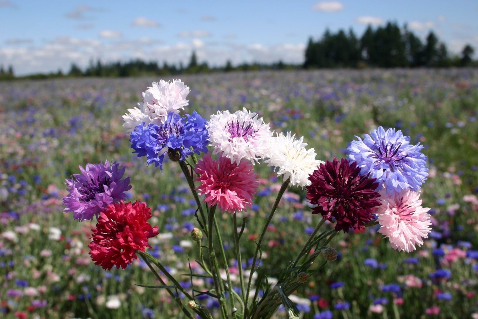 500 Bachelor Button Cornflower Seeds Polka Dot Mixed