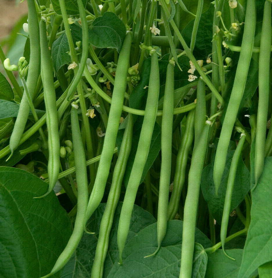 Contender Green Bean Seeds | Non GMO USA Stringless Bush Vegetable Seed New 2024