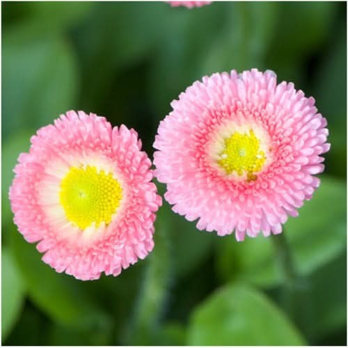 English Daisy Seed Mixture (Bellis perennis)