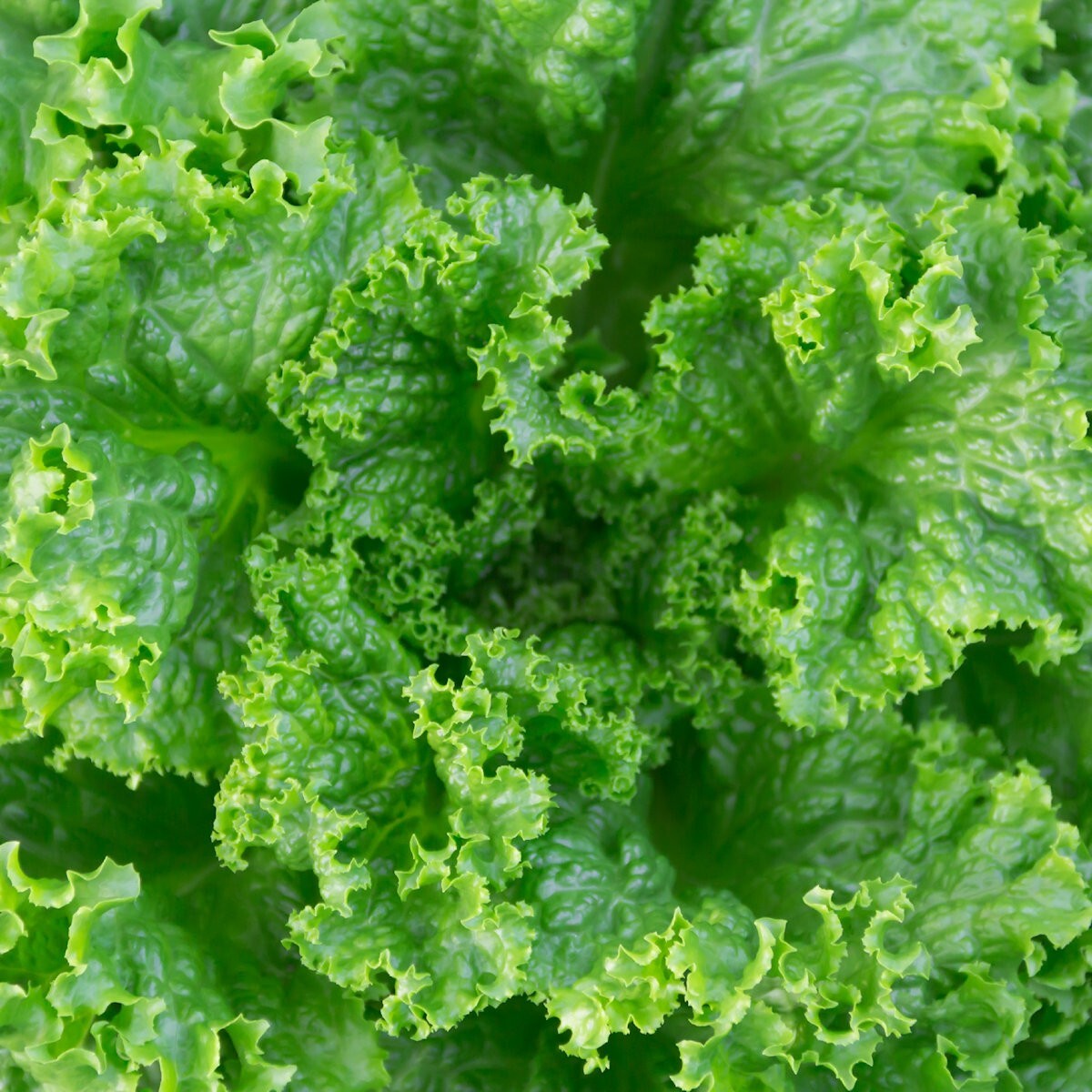 1000 Grand Rapids Leaf Lettuce Seeds – Everwilde Farms Mylar Seed Packet