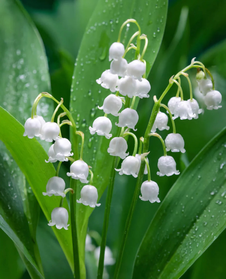 Lily of the Valley – 5 Fresh Roots – Ready for Planting – No Shipping AK, HI, PR