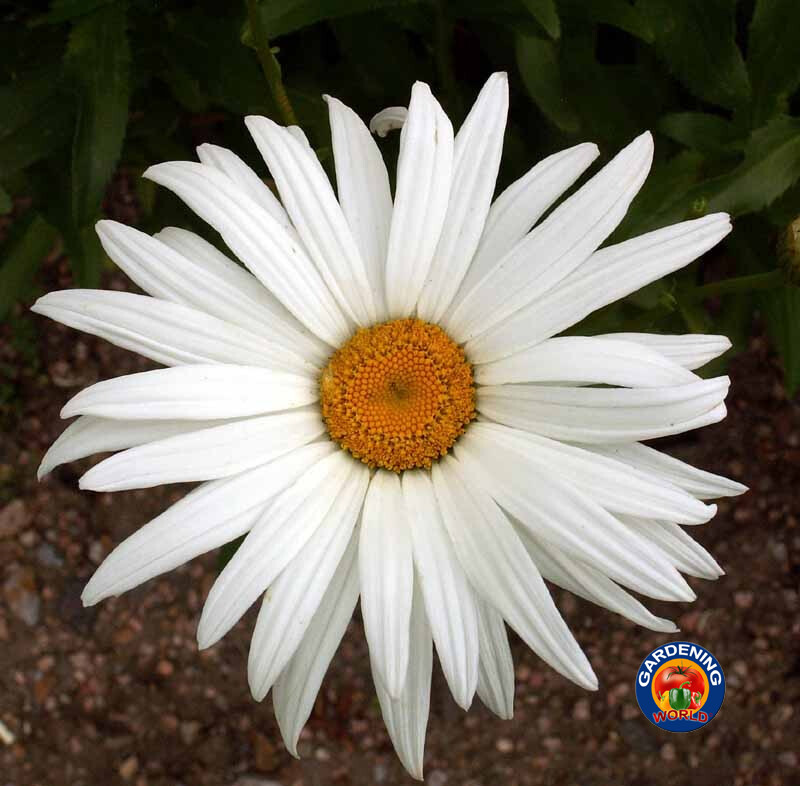 1oz SHASTA DAISY “ALASKA” Chrysanthemum Maximum Flower Seeds (25,000 Seeds)