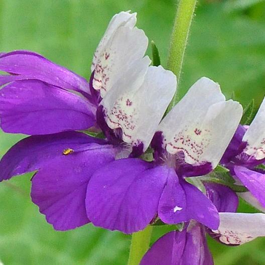 CHINESE HOUSES Wildflower Sun or Shade! Pollinator Attractor Non-GMO 500 Seeds