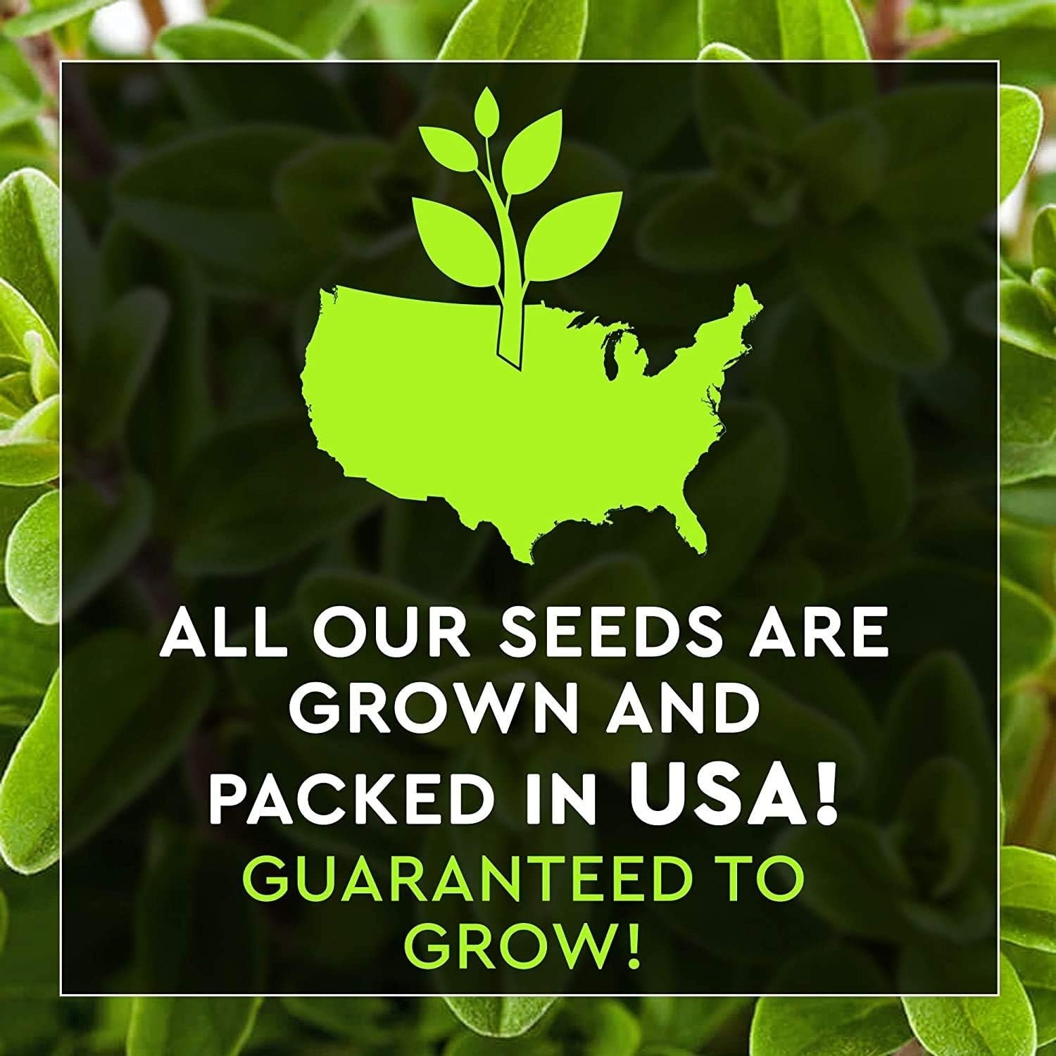 14 Herb Seed Pack Compatible Indoor Outdoor Non-GMO Heirloom Basil Parsley Di…