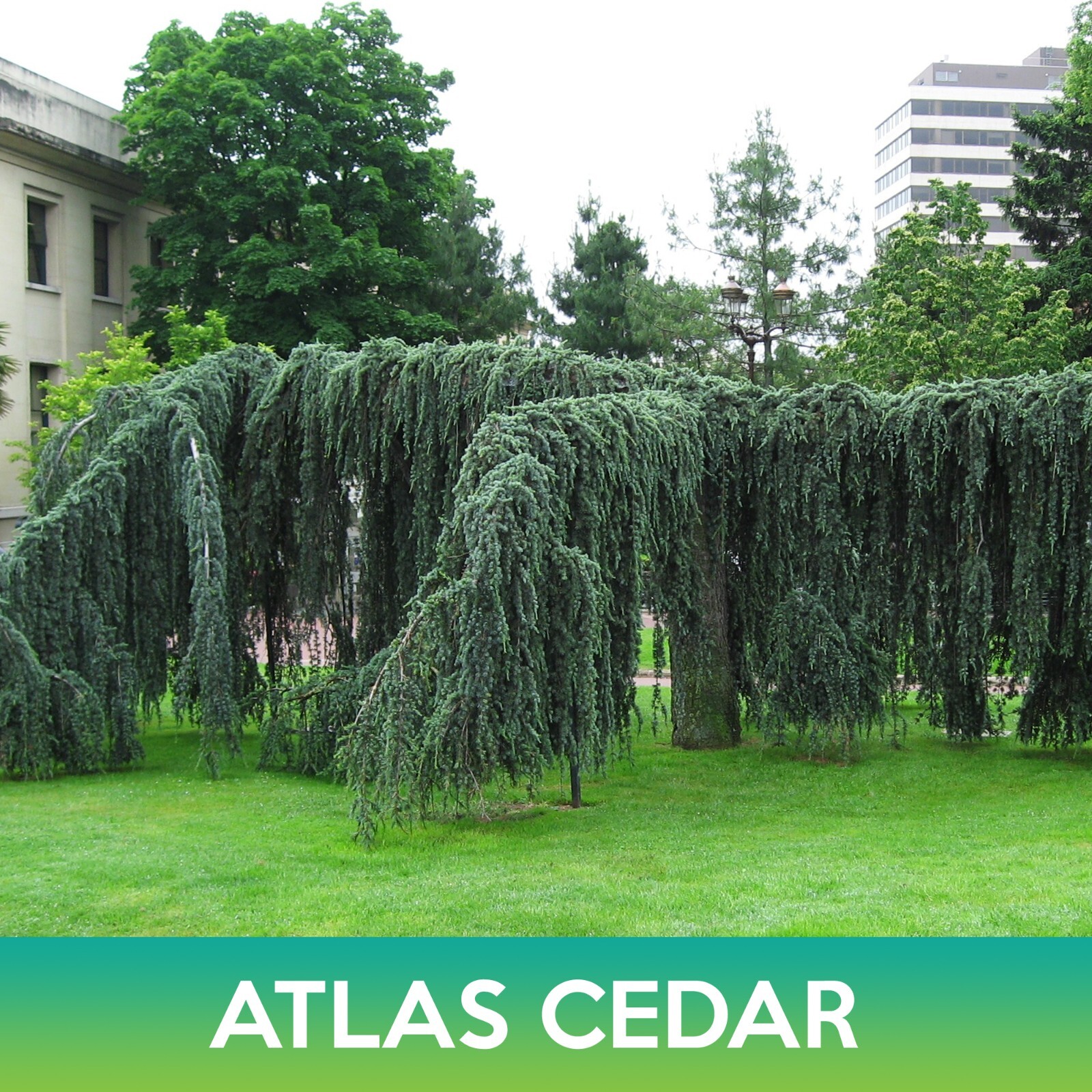 Atlas Cedar Seeds, Cedrus libani subsp. atlantica