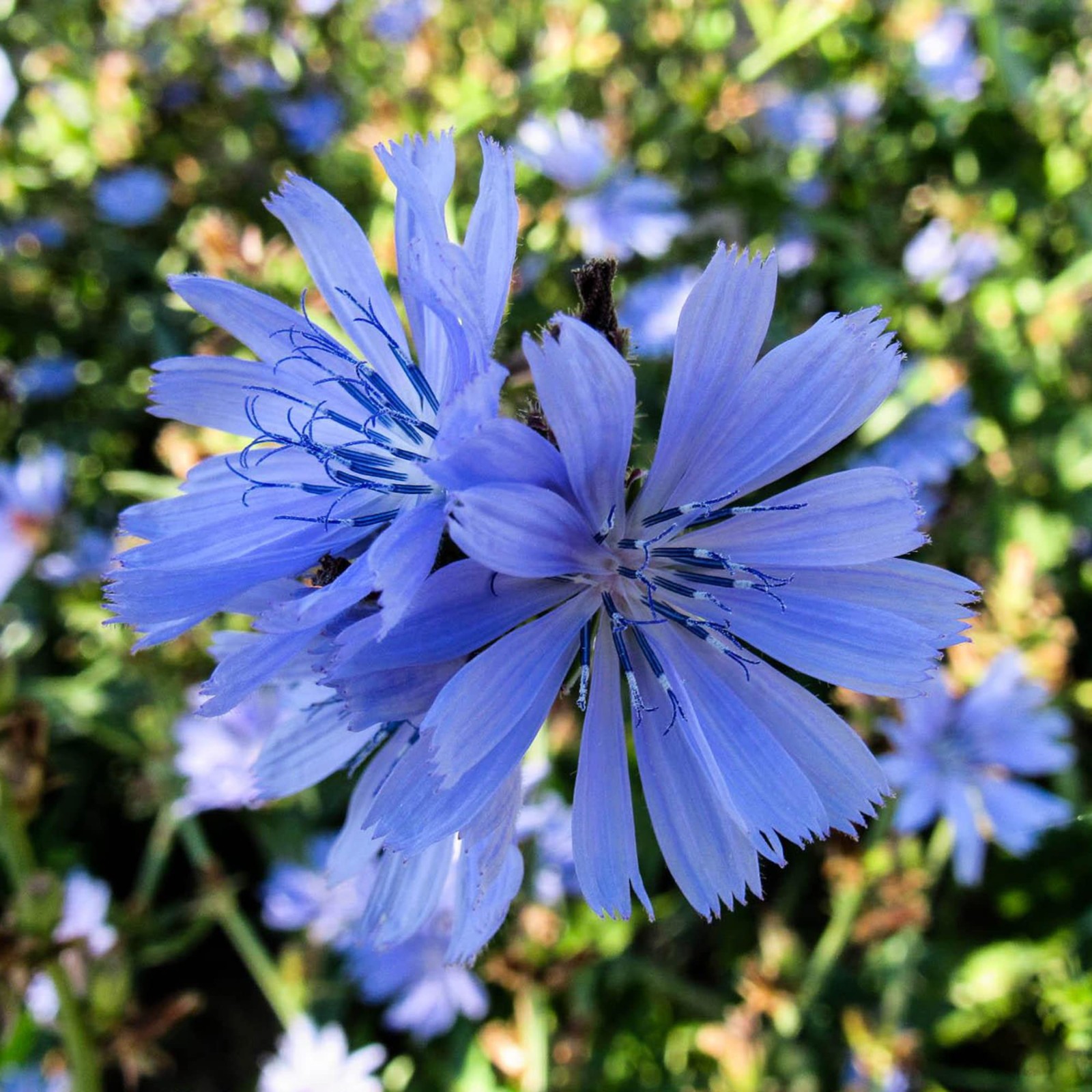 Chicory Flower Seeds Cichorium intybus. FREE SHIPPING!