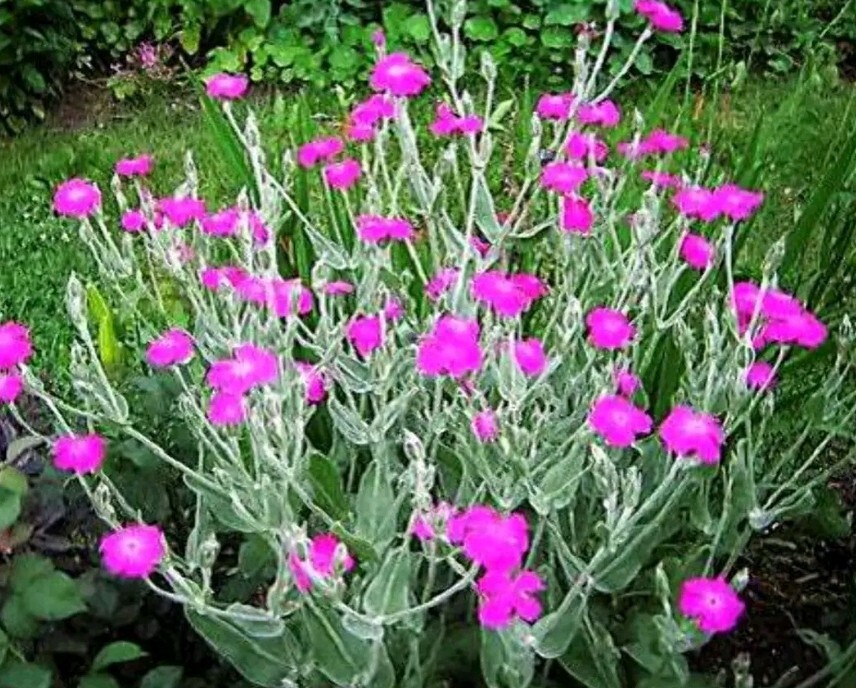 Purple-Rose Campion Perennial Vibrant Deep Color & Constant Flowering~250 Seeds