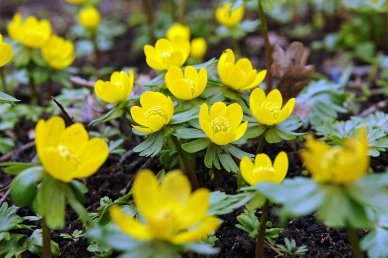 WINTER ACONITE FLOWER BULBS~ERANTHIS~HARDY PERENNIAL LATE WINTER-SPRING FLOWERS!