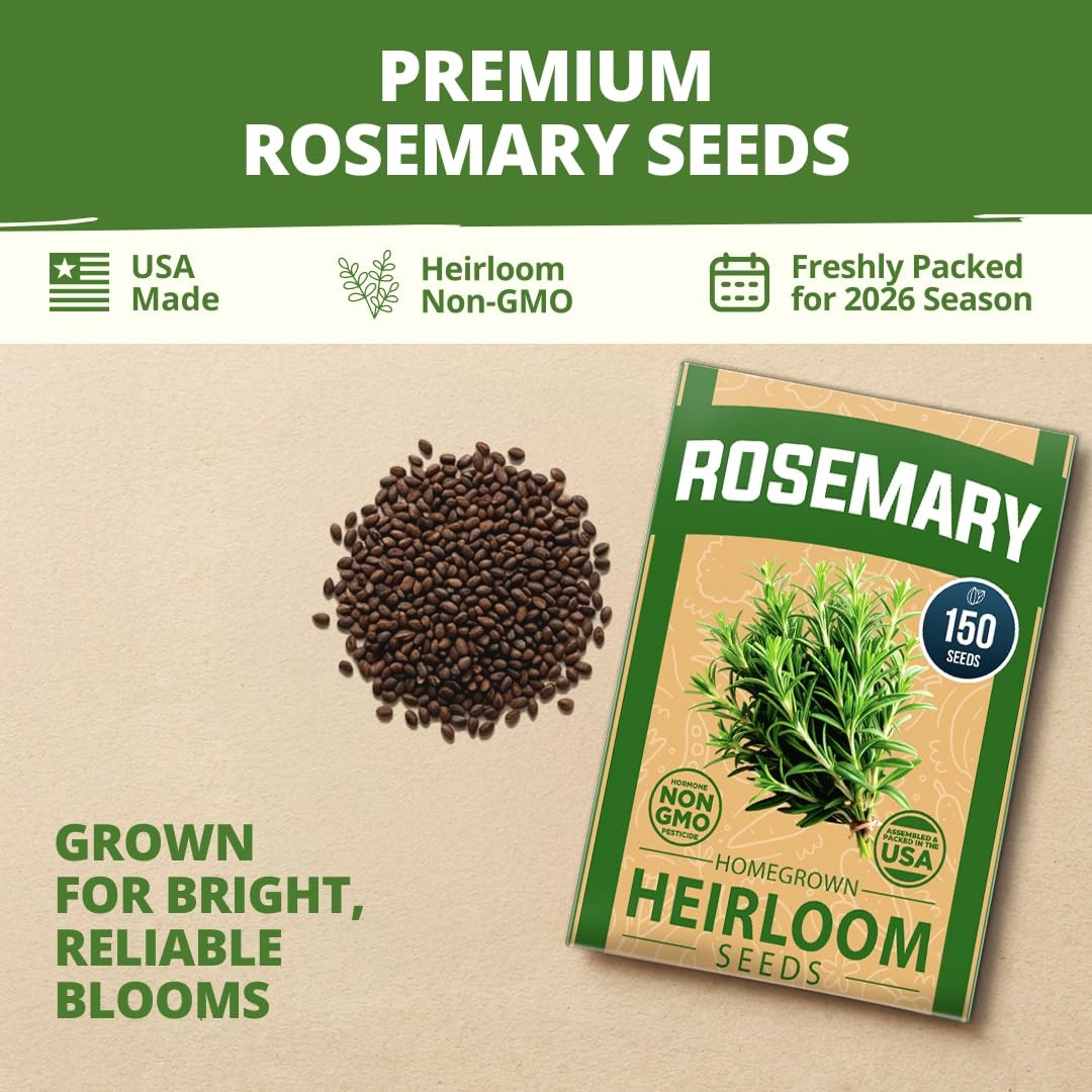 Non GMO Rosemary Seeds Pack 150 High Germinating Heirloom Herb Seeds for Pla…